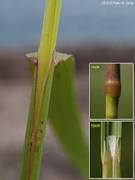 Attēlu rezultāti vaicājumam “Calamagrostis arundinacea leaf”