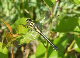 Attēlu rezultāti vaicājumam “Gomphus vulgatissimus”