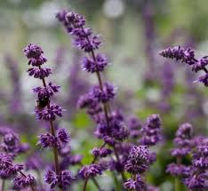 Attēlu rezultāti vaicājumam “Salvia verticillata”