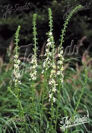 Image result for Agrimonia eupatoria
