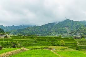 Image result for tanada