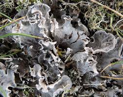 Attēlu rezultāti vaicājumam “Peltigera canina”