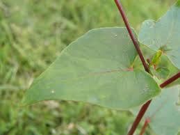 Attēlu rezultāti vaicājumam “Fagopyrum esculentum leaf”