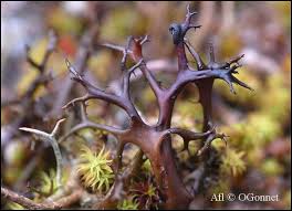 Attēlu rezultāti vaicājumam “Cetraria aculeata”