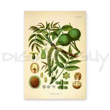 Attēlu rezultāti vaicājumam “Juglans x sinensis fruit”