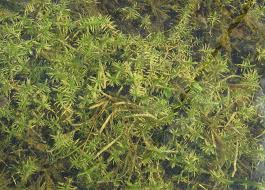 Attēlu rezultāti vaicājumam “Callitriche hermaphroditica”