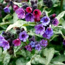 Image result for Pulmonaria Silverado