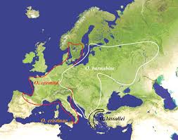 Attēlu rezultāti vaicājumam “Osmoderma barnabita”
