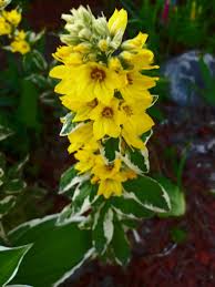 Attēlu rezultāti vaicājumam “Lysimachia punctata flower”