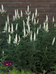 Attēlu rezultāti vaicājumam “Veronica longifolia”