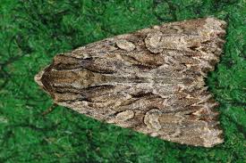 Attēlu rezultāti vaicājumam “Apamea monoglypha”