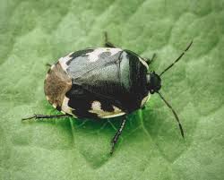 Attēlu rezultāti vaicājumam “Tritomegas bicolor nymph”