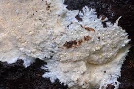 Attēlu rezultāti vaicājumam “Steccherinum fimbriatum”