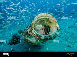 Image result for Epinephelus itajara