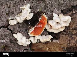 Attēlu rezultāti vaicājumam “Skeletocutis amorpha”