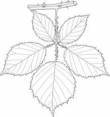Attēlu rezultāti vaicājumam “Rubus plicatus leaf”