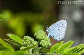 Attēlu rezultāti vaicājumam “Celastrina argiolus female”
