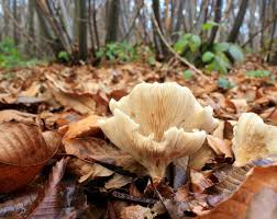 Attēlu rezultāti vaicājumam “Clitocybe nebularis”