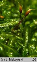 Attēlu rezultāti vaicājumam “Homalia trichomanoides sporophyte”