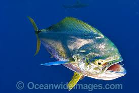 Image result for Coryphaena hippurus