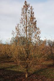 Attēlu rezultāti vaicājumam “Corylus colurna”