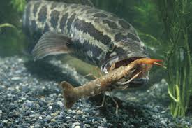 Image result for Channa argus