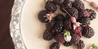 Attēlu rezultāti vaicājumam “Galium triflorum fruit”