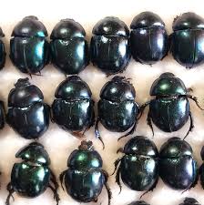 Attēlu rezultāti vaicājumam “Trypocopris vernalis”