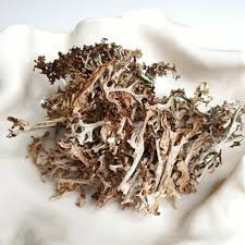 Attēlu rezultāti vaicājumam “Cetraria islandica”