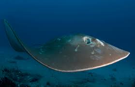 Image result for Megatrygon microps