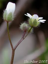 Attēlu rezultāti vaicājumam “Erophila verna flower”