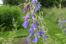 Attēlu rezultāti vaicājumam “Galega orientalis”