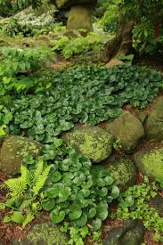 Attēlu rezultāti vaicājumam “Asarum europaeum”