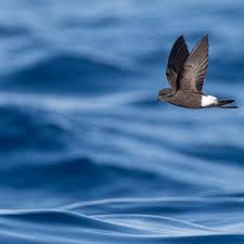 Image result for Oceanites oceanicus