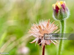 Attēlu rezultāti vaicājumam “Knautia arvensis bud”