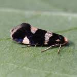 Attēlu rezultāti vaicājumam “Incurvaria praelatella”