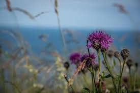 Attēlu rezultāti vaicājumam “Centaurea scabiosa flower”