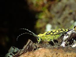 Attēlu rezultāti vaicājumam “Saperda scalaris”