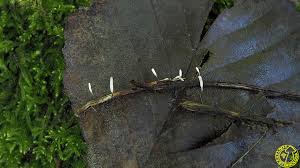 Attēlu rezultāti vaicājumam “Typhula erythropus”