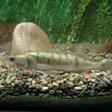 Image result for Sander canadensis/vitreus