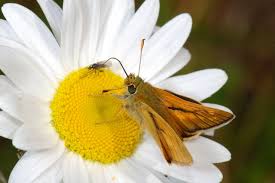 Attēlu rezultāti vaicājumam “Ochlodes sylvanus”