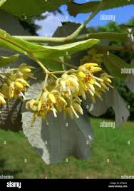 Attēlu rezultāti vaicājumam “Tilia tomentosa flower”