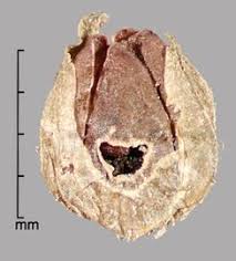 Attēlu rezultāti vaicājumam “Enteridium liceoides sessile”