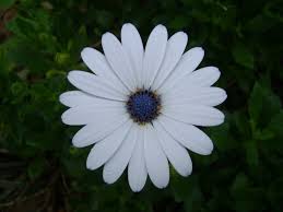 Image result for Dimorphotheca sinuata