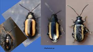 Attēlu rezultāti vaicājumam “Phyllotreta sp.”