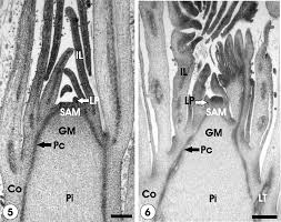 Attēlu rezultāti vaicājumam “Aulacidea hieracii”