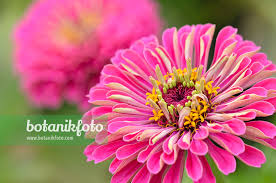 Image result for Zinnia violacea