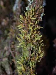 Attēlu rezultāti vaicājumam “Aulacomnium androgynum”