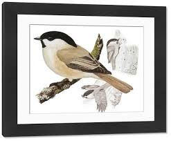 Attēlu rezultāti vaicājumam “Poecile montanus”