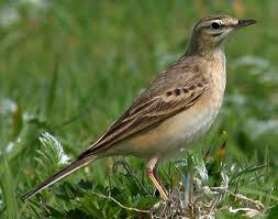 Image result for Anthus campestris